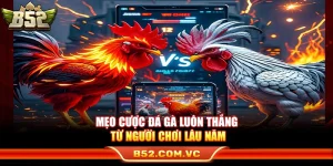 Mẹo Cược Đá Gà Luôn Thắng Từ Người Chơi Lâu Năm