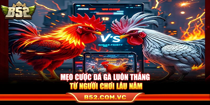 Mẹo Cược Đá Gà Luôn Thắng Từ Người Chơi Lâu Năm Tại B52 1 Mẹo Cược Đá Gà Luôn Thắng Từ Người Chơi Lâu Năm