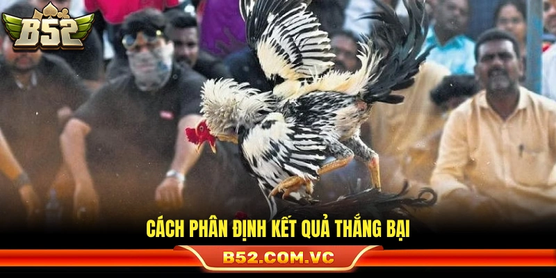 Luật đá gà thomo xác định thắng thua